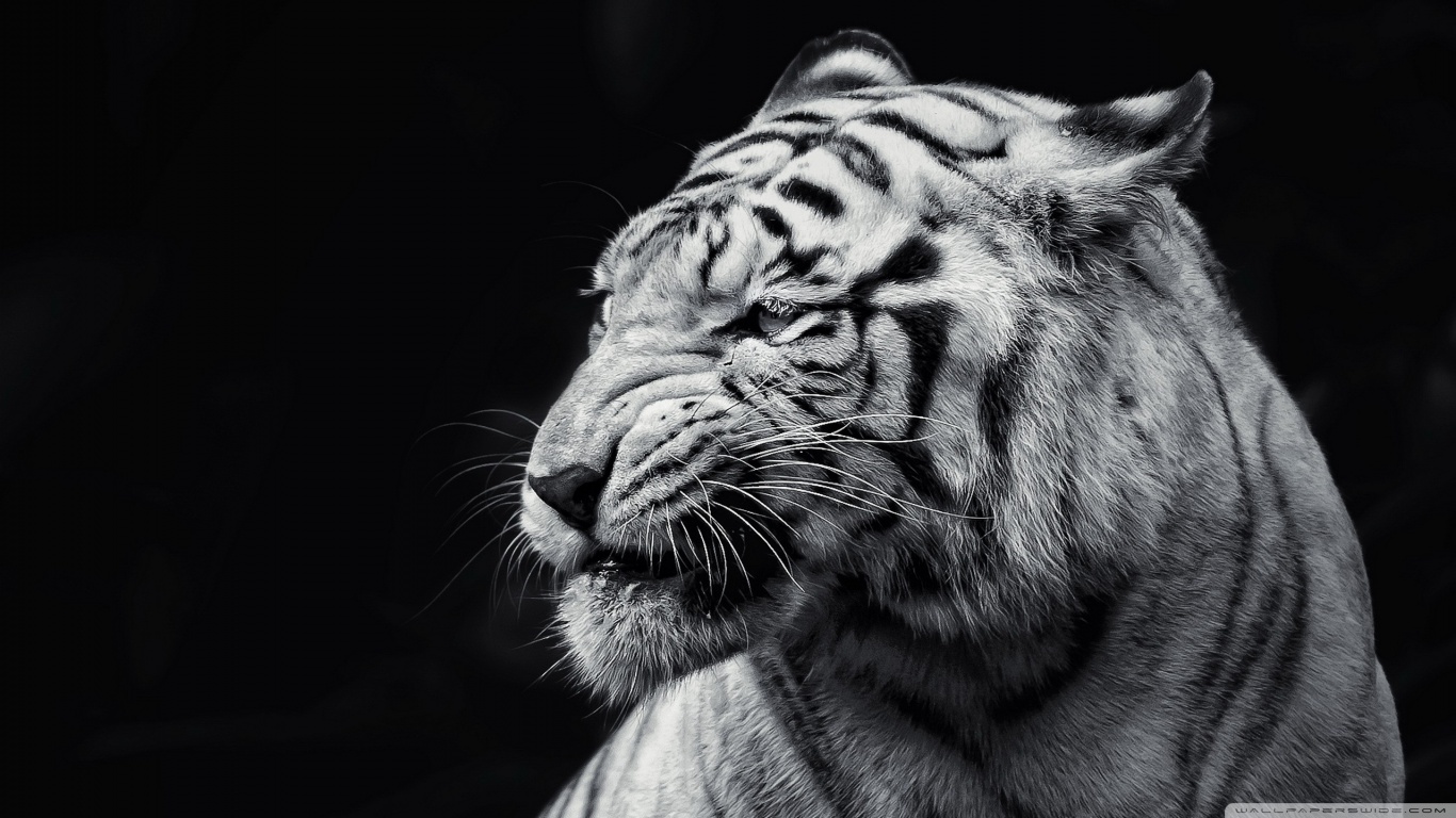 animal-image-eight