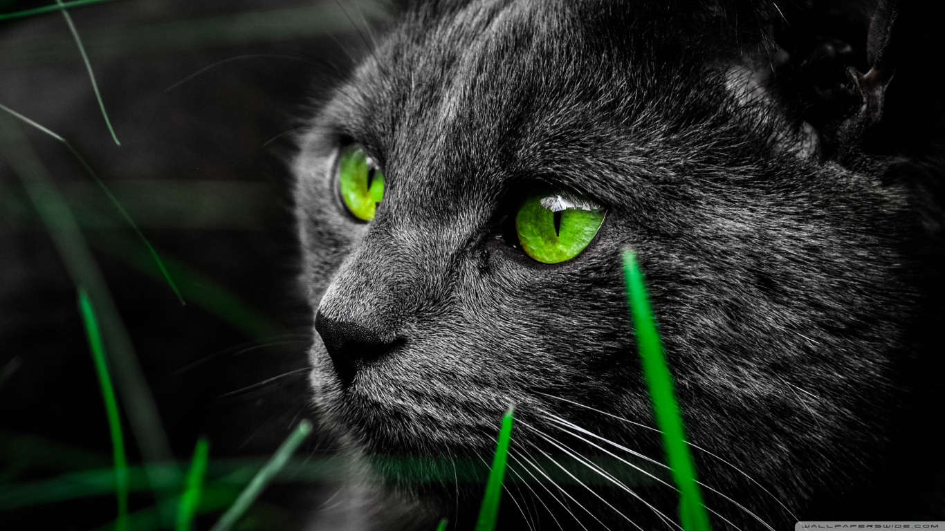 animal-image-five