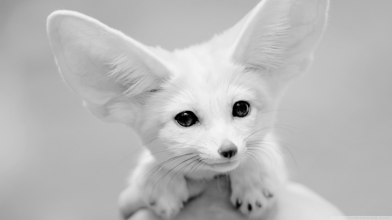 animal-image-four
