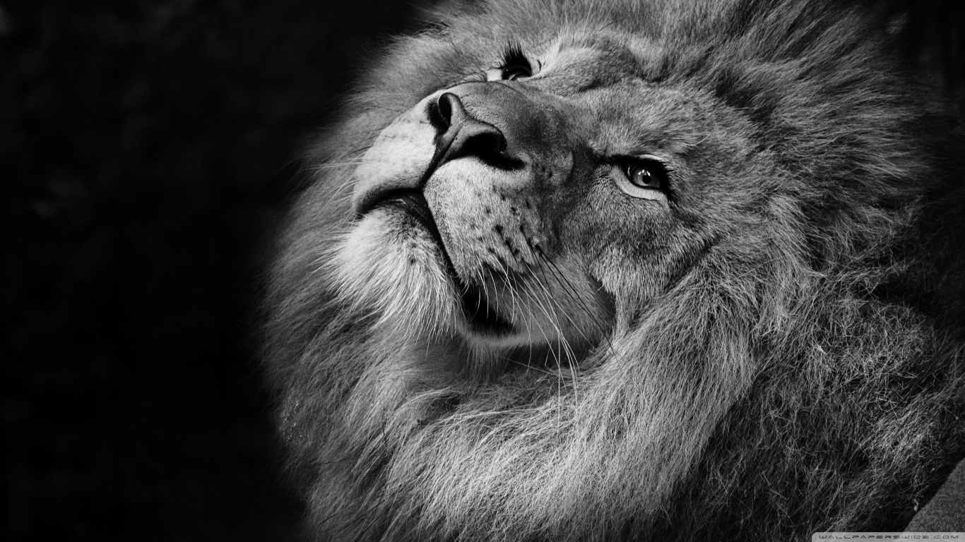 animal-image-one