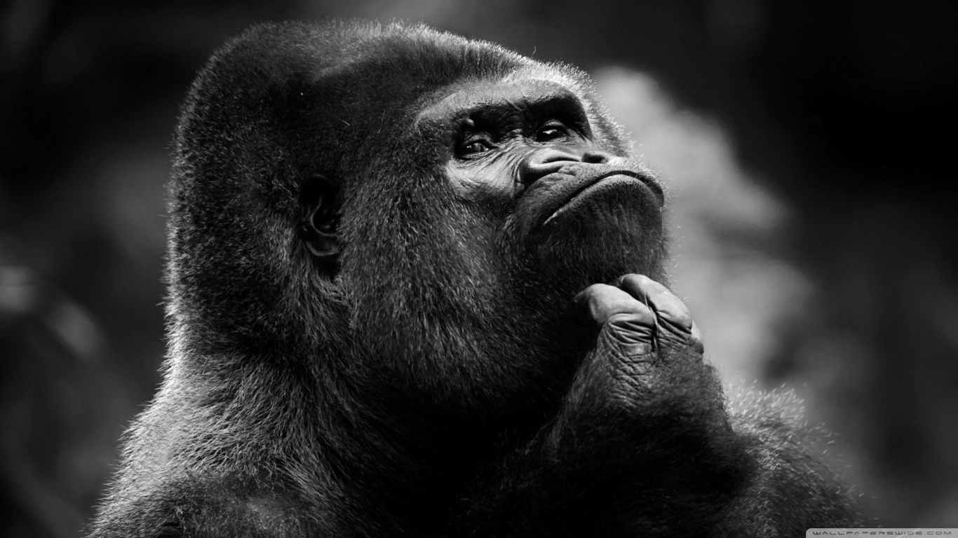 animal-image-seven