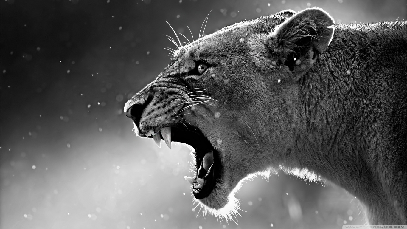animal-image-six