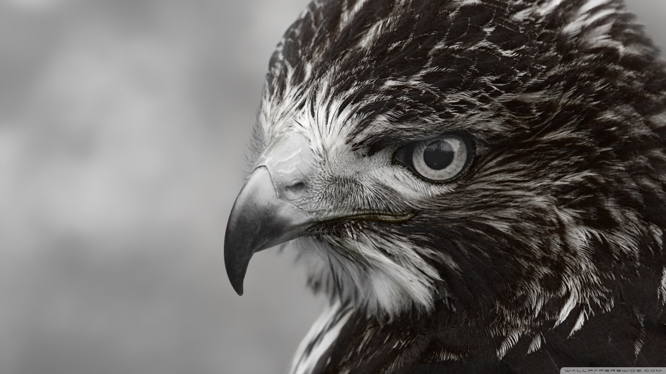 animal-image-three