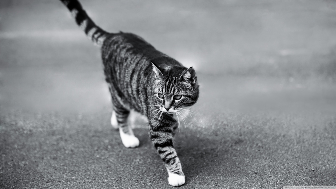animal-image-two